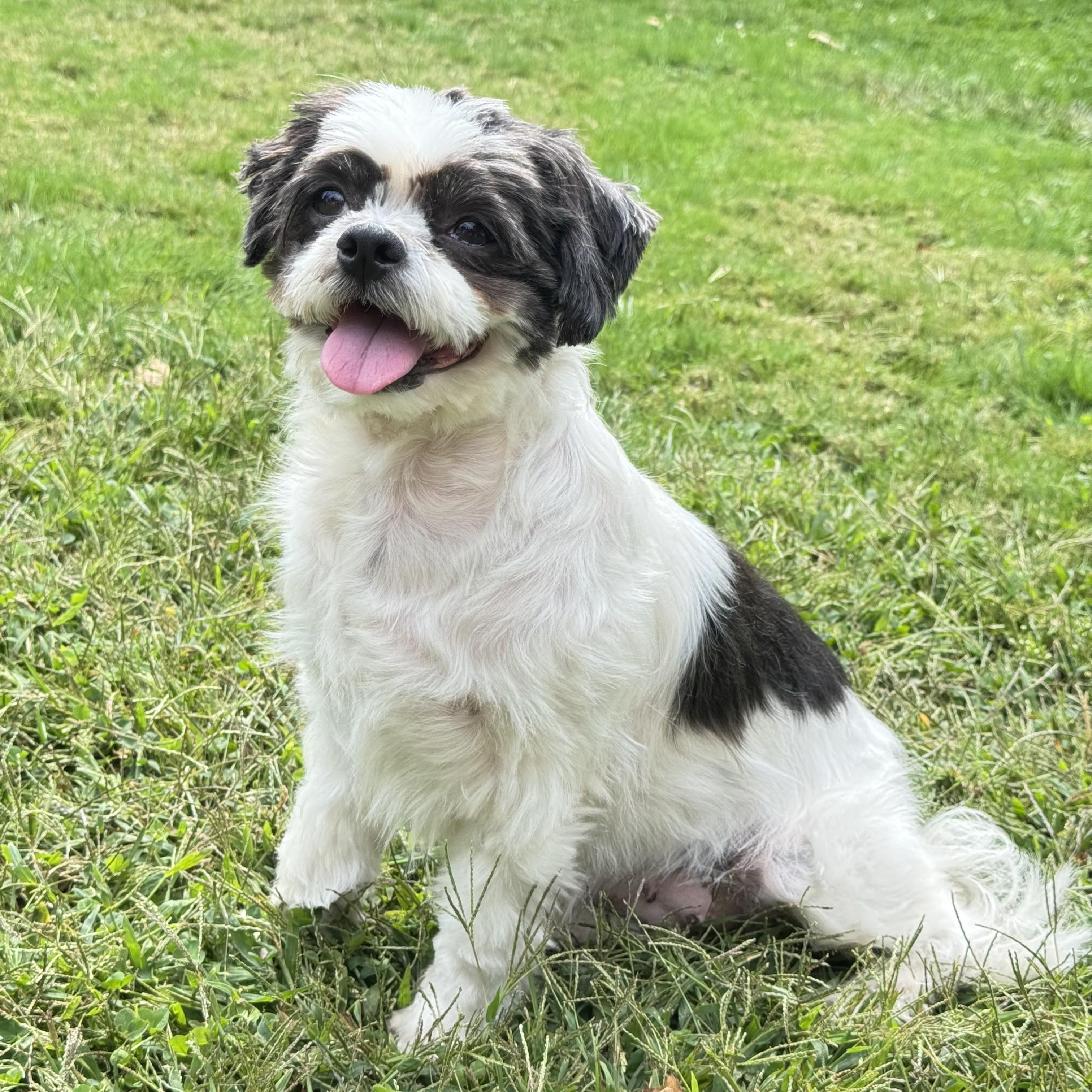 Penny, a Adopted mixed breed in Freeport, NY image 5/5