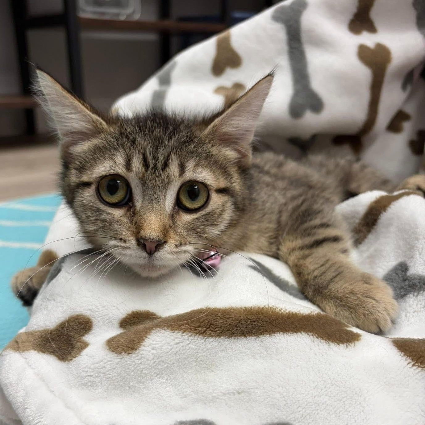 Tabitha, an adoptable Tabby in Lemont, IL image 3/6