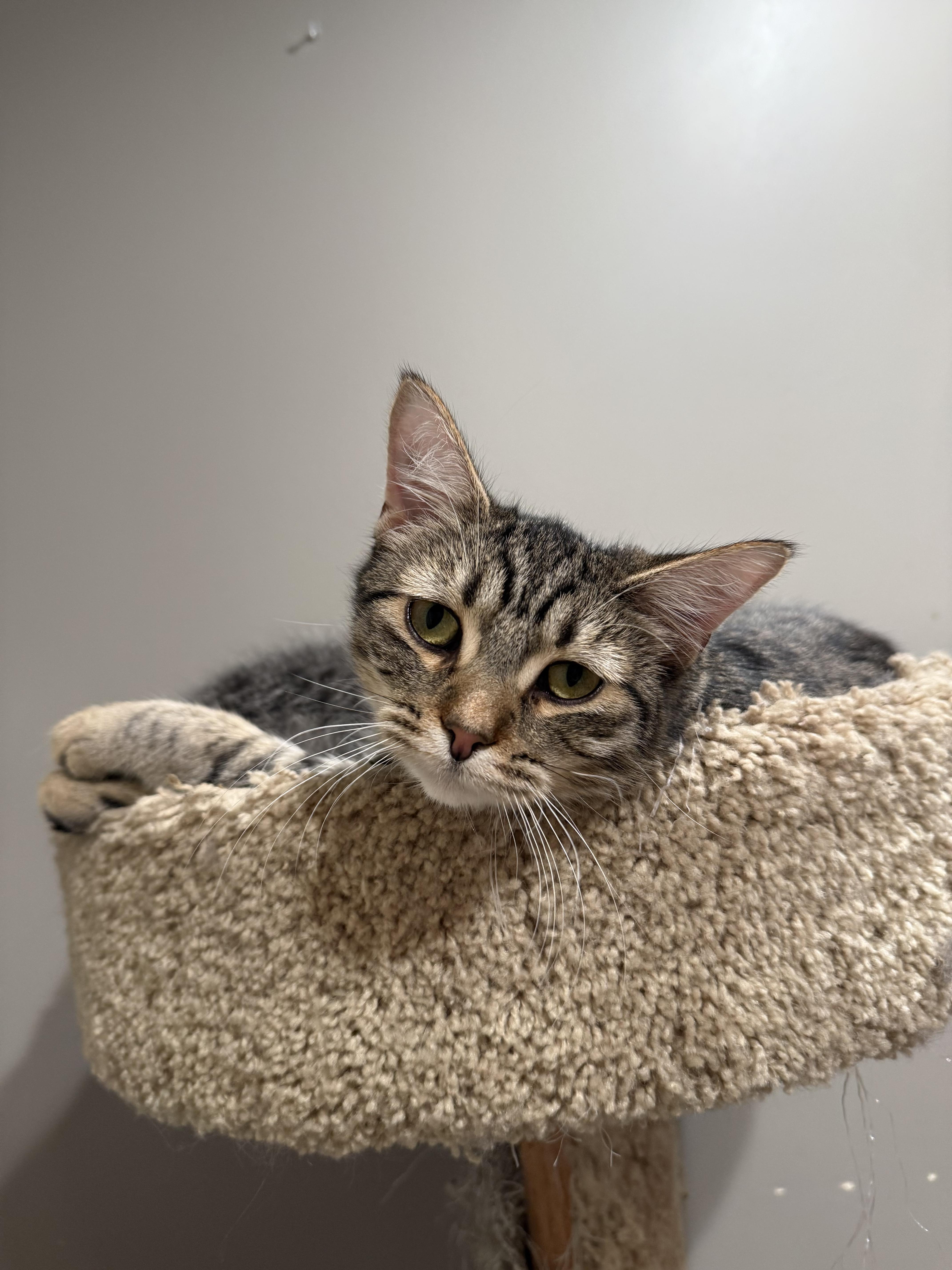 Tabitha, an adoptable Tabby in Lemont, IL image 6/6