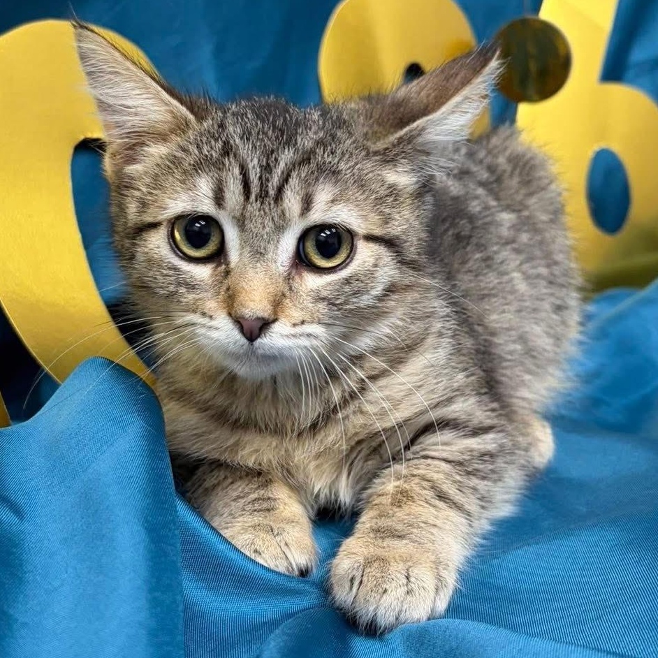 Tabitha, an adoptable Tabby in Lemont, IL image 2/6