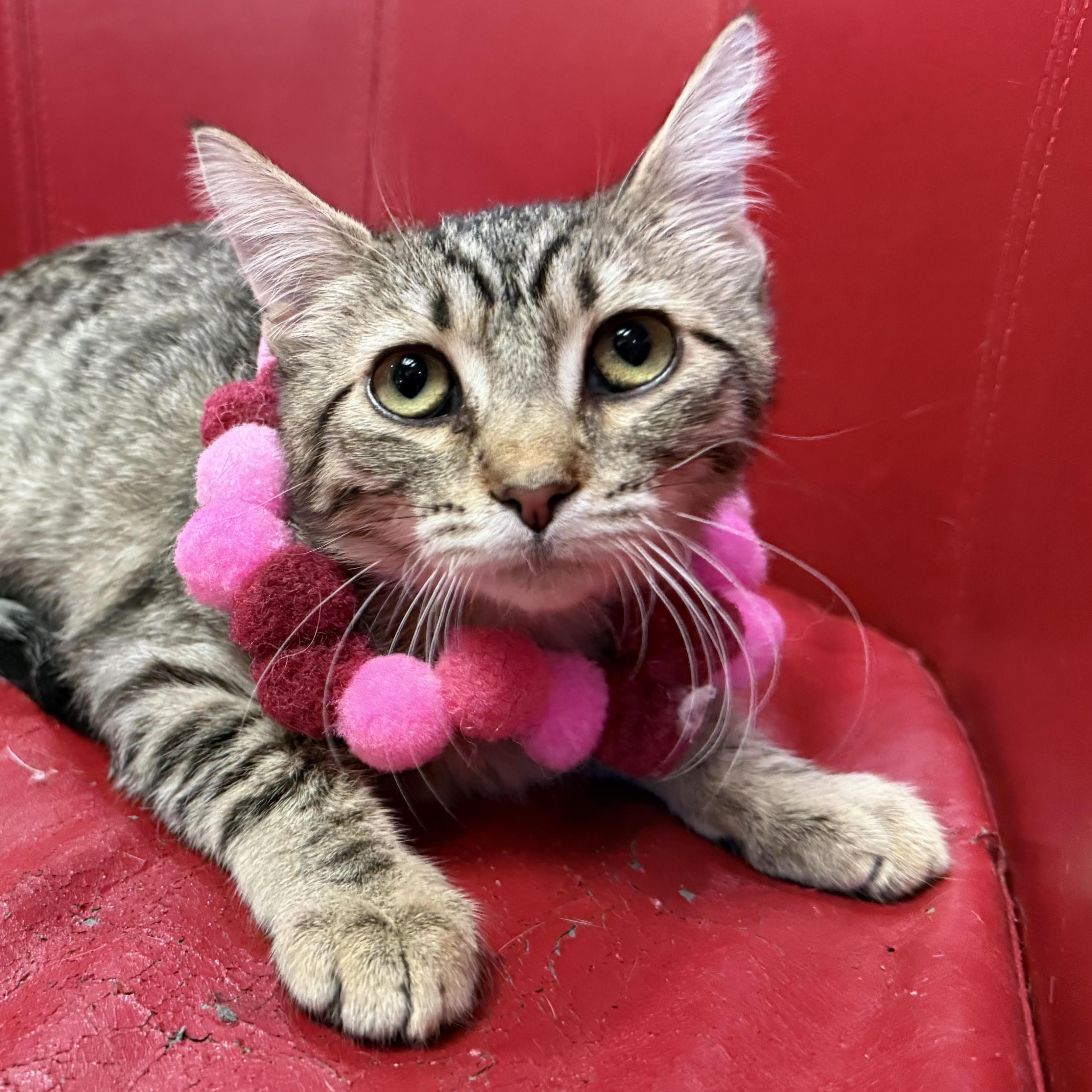 Tabitha, an adoptable Tabby in Lemont, IL image 4/6