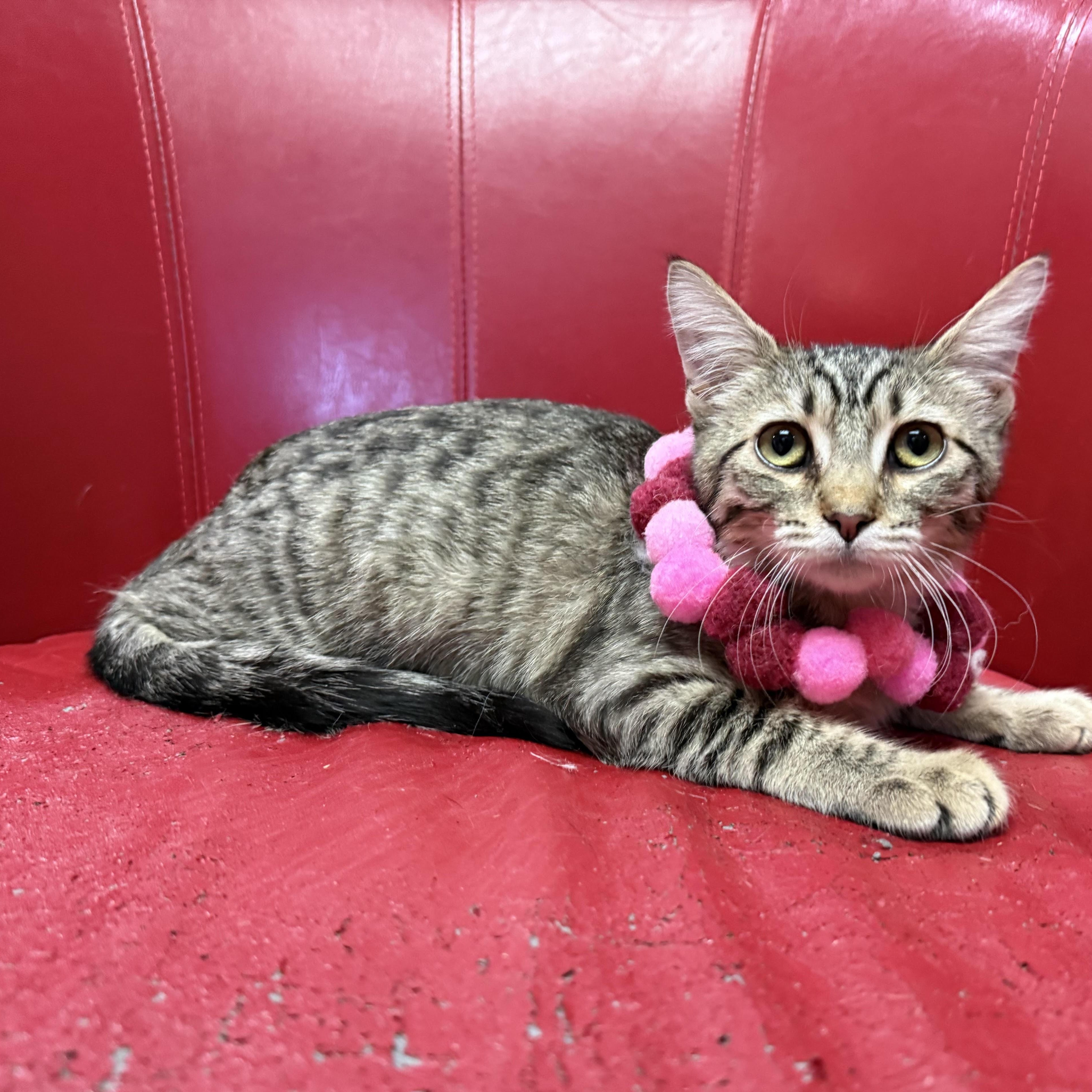 Tabitha, an adoptable Tabby in Lemont, IL image 5/6