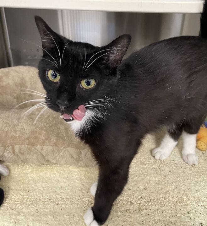 Mable, a ADOPTABLE Domestic Short Hair in Jackson, MI image 4/4