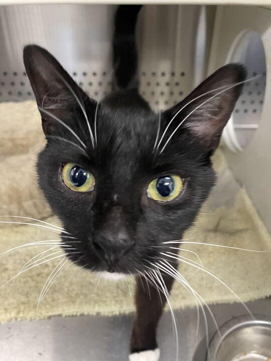Mable, a ADOPTABLE Domestic Short Hair in Jackson, MI image 3/4