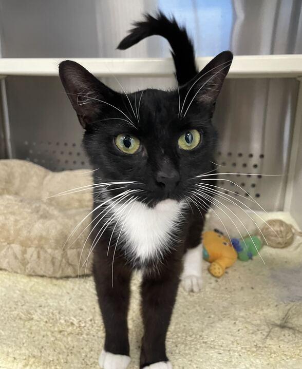 Mable, a ADOPTABLE Domestic Short Hair in Jackson, MI image 2/4