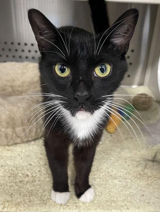 Mable, ADOPTABLE, Young Female Domestic Short Hair.