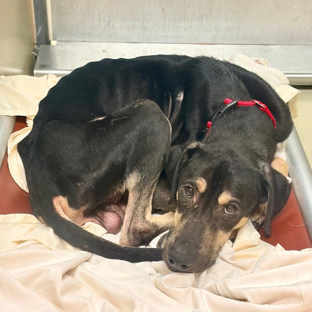 Hank, Adoptable, Adult Male Black and Tan Coonhound & Labrador Retriever.