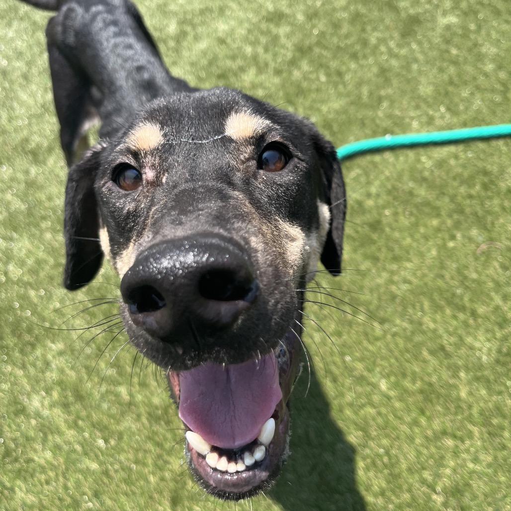 Hank, a Adoptable mixed breed in West Chester, PA image 2/6