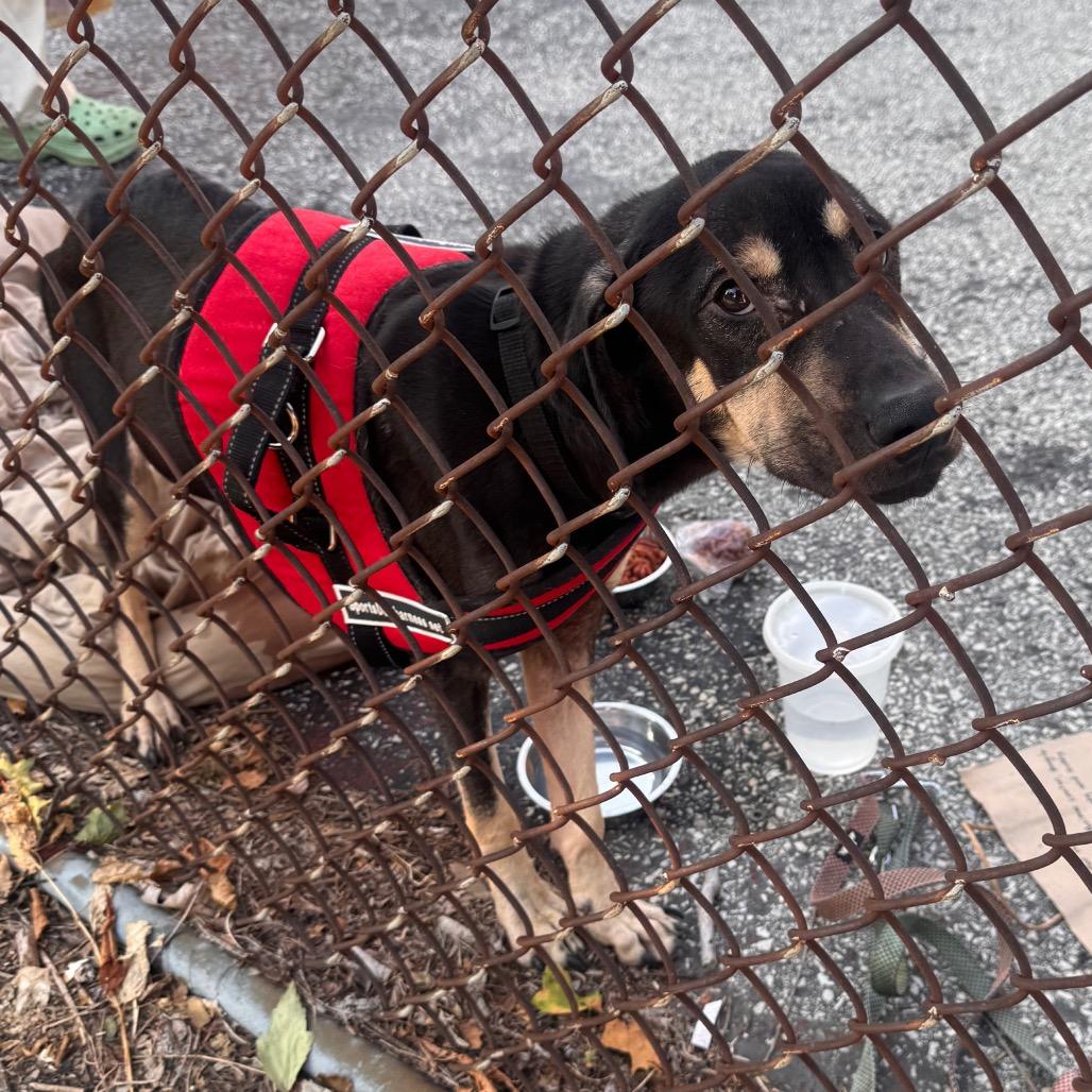 Hank, a Adoptable mixed breed in West Chester, PA image 3/6