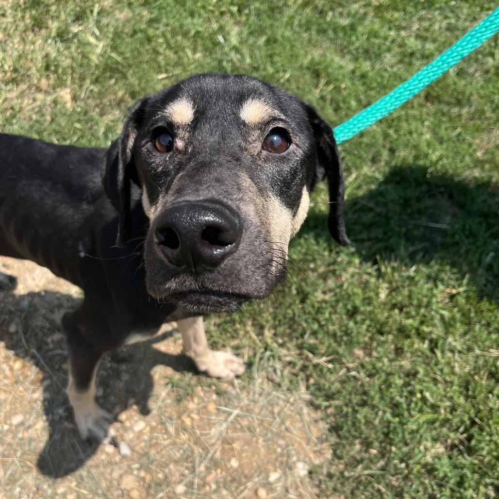 Hank, a Adoptable mixed breed in West Chester, PA image 4/6