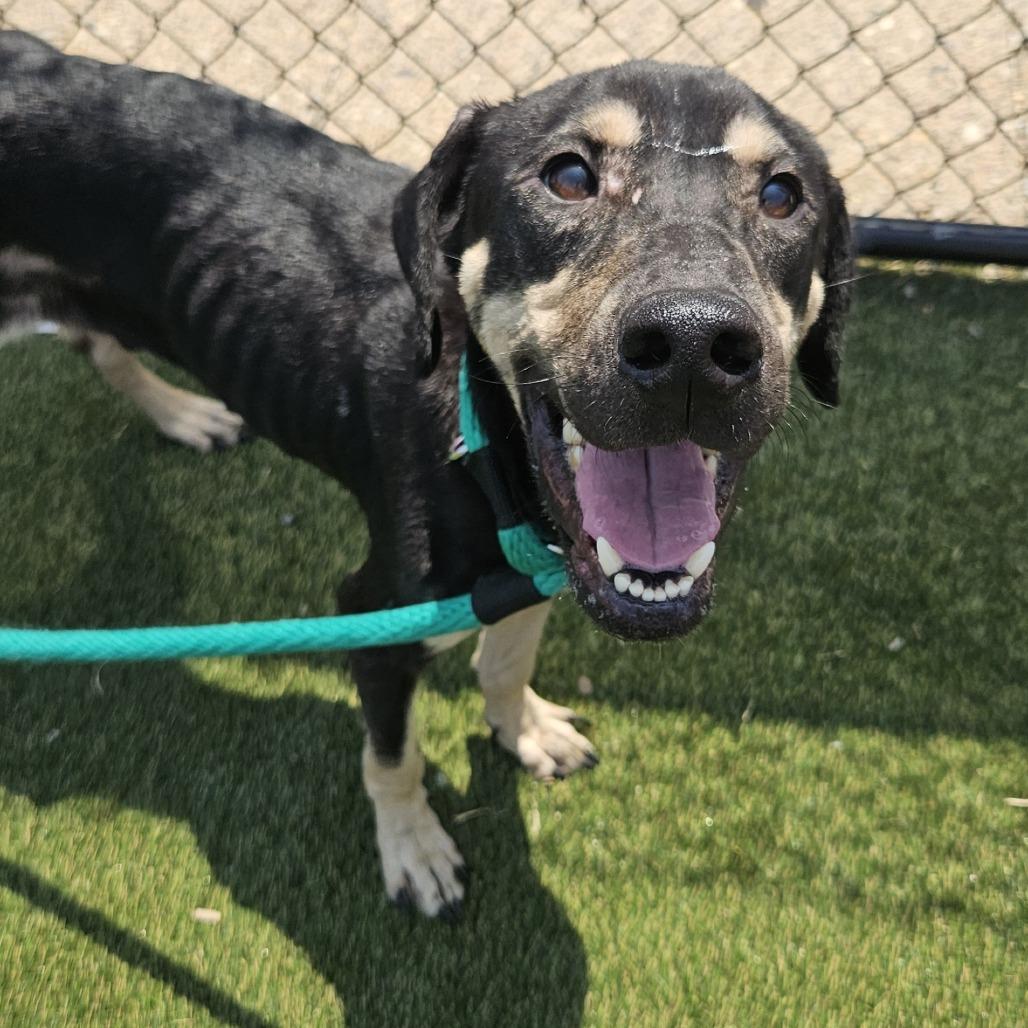 Hank, a Adoptable mixed breed in West Chester, PA image 5/6