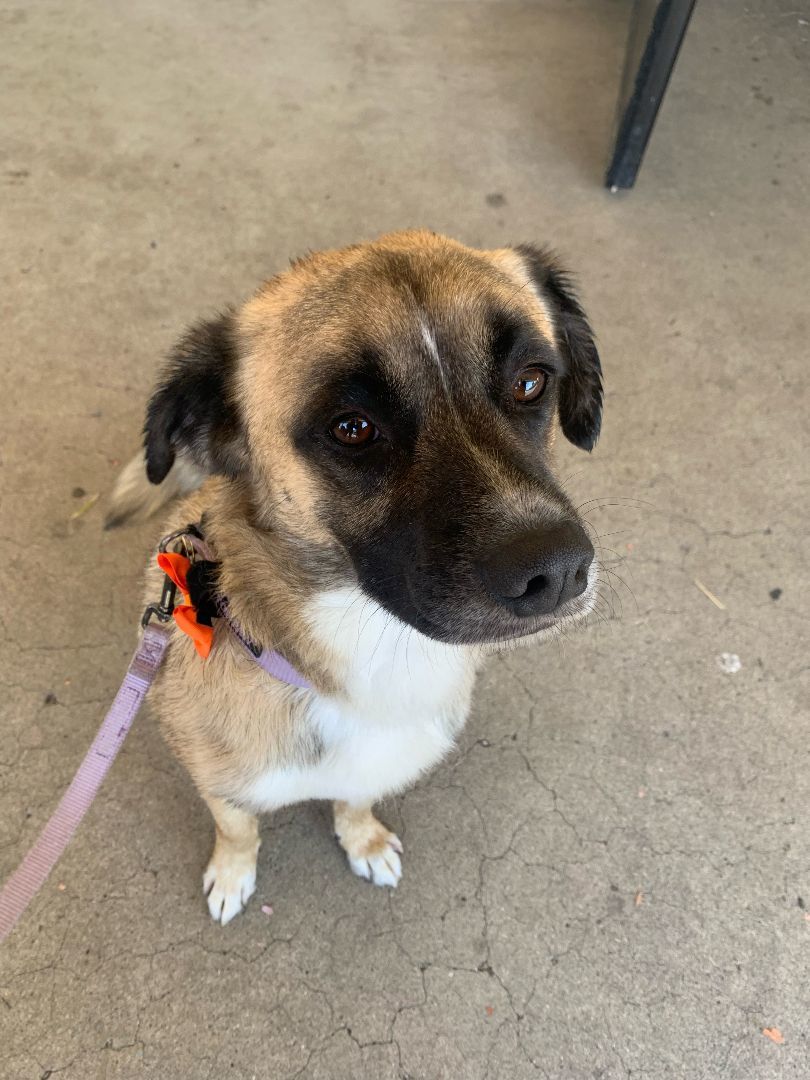 Henry, Adopted, Young Male Border Terrier & Anatolian Shepherd.