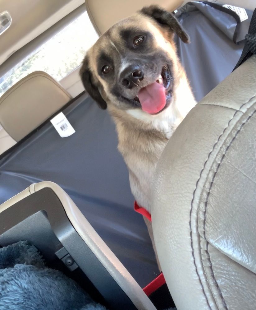 Enlarge Henry, a Adopted mixed breed in Los Osos, CA image 2/14