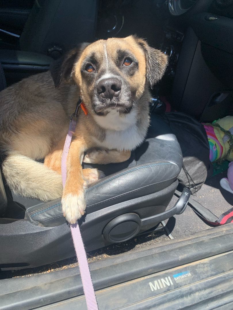 Enlarge Henry, a Adopted mixed breed in Los Osos, CA image 3/14