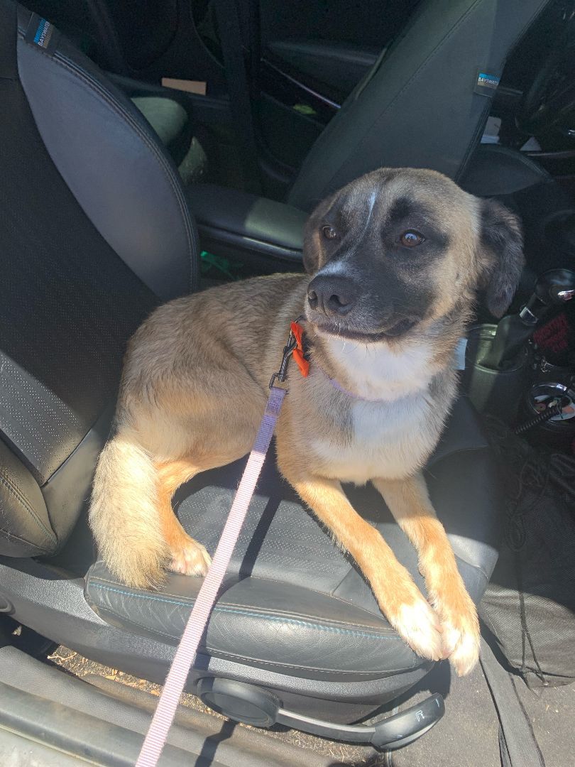 Enlarge Henry, a Adopted mixed breed in Los Osos, CA image 4/14