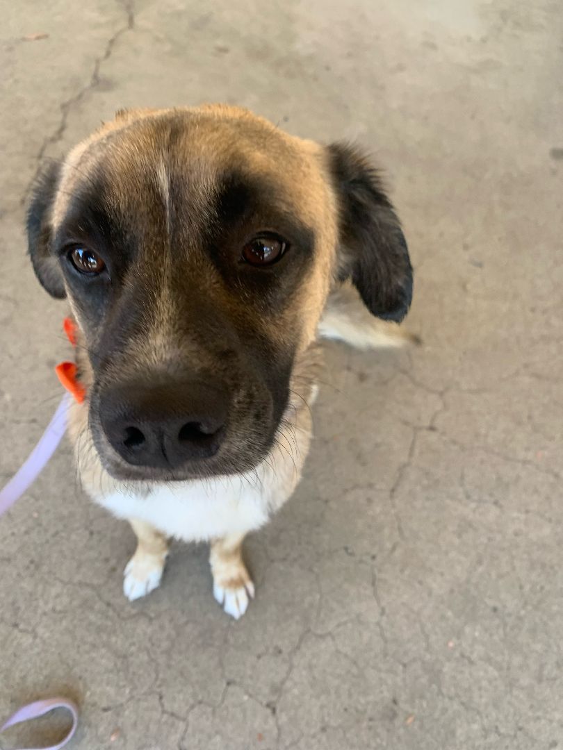 Enlarge Henry, a Adopted mixed breed in Los Osos, CA image 5/14