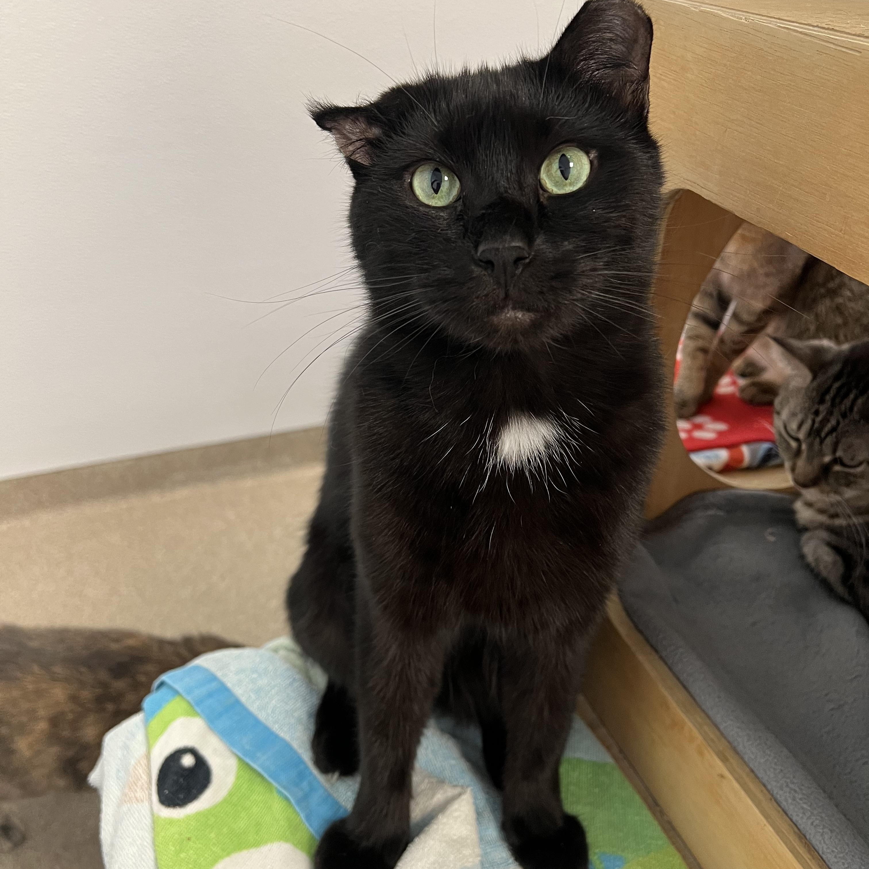 Enlarge Frankie, a Adoptable Domestic Short Hair in Arlington Heights, IL image 1/2