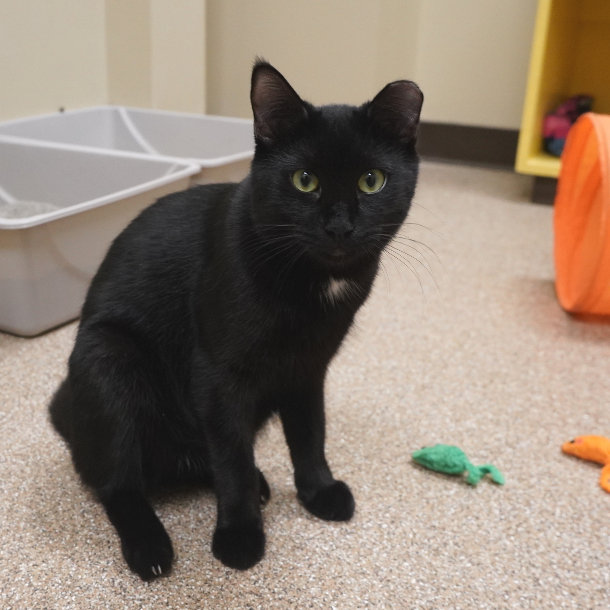 Enlarge Frankie, a Adoptable Domestic Short Hair in Arlington Heights, IL image 2/2