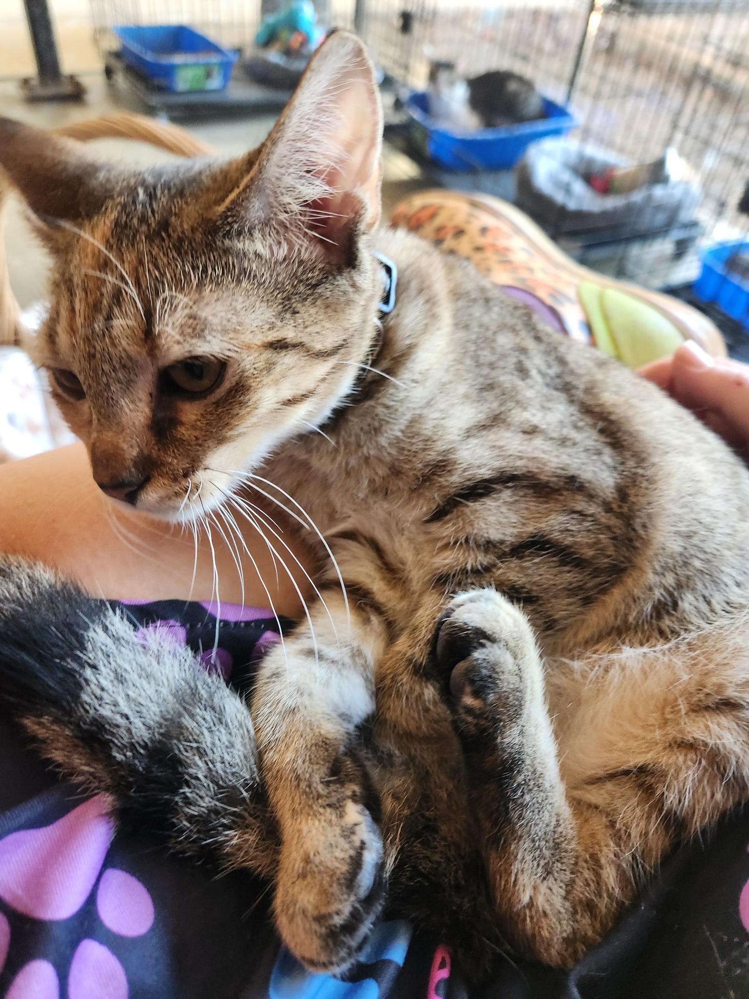 Harley Quinn, Adoptable, Young Female Tabby.