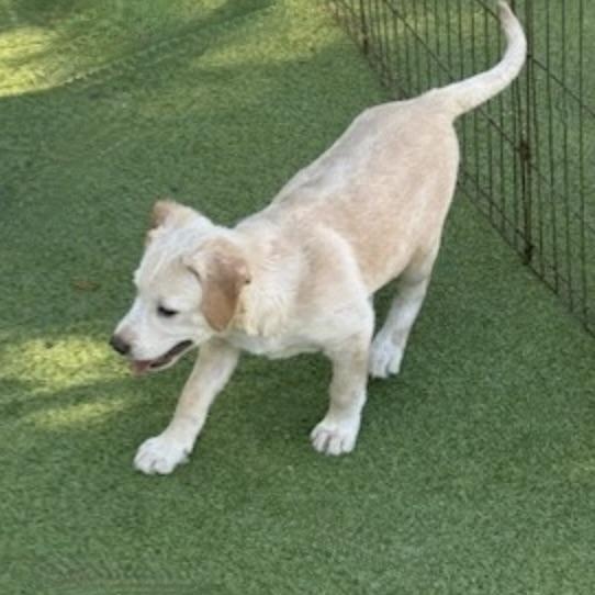 Enlarge Sugarplum, an adopted mixed breed in staunton, VA image 5/6