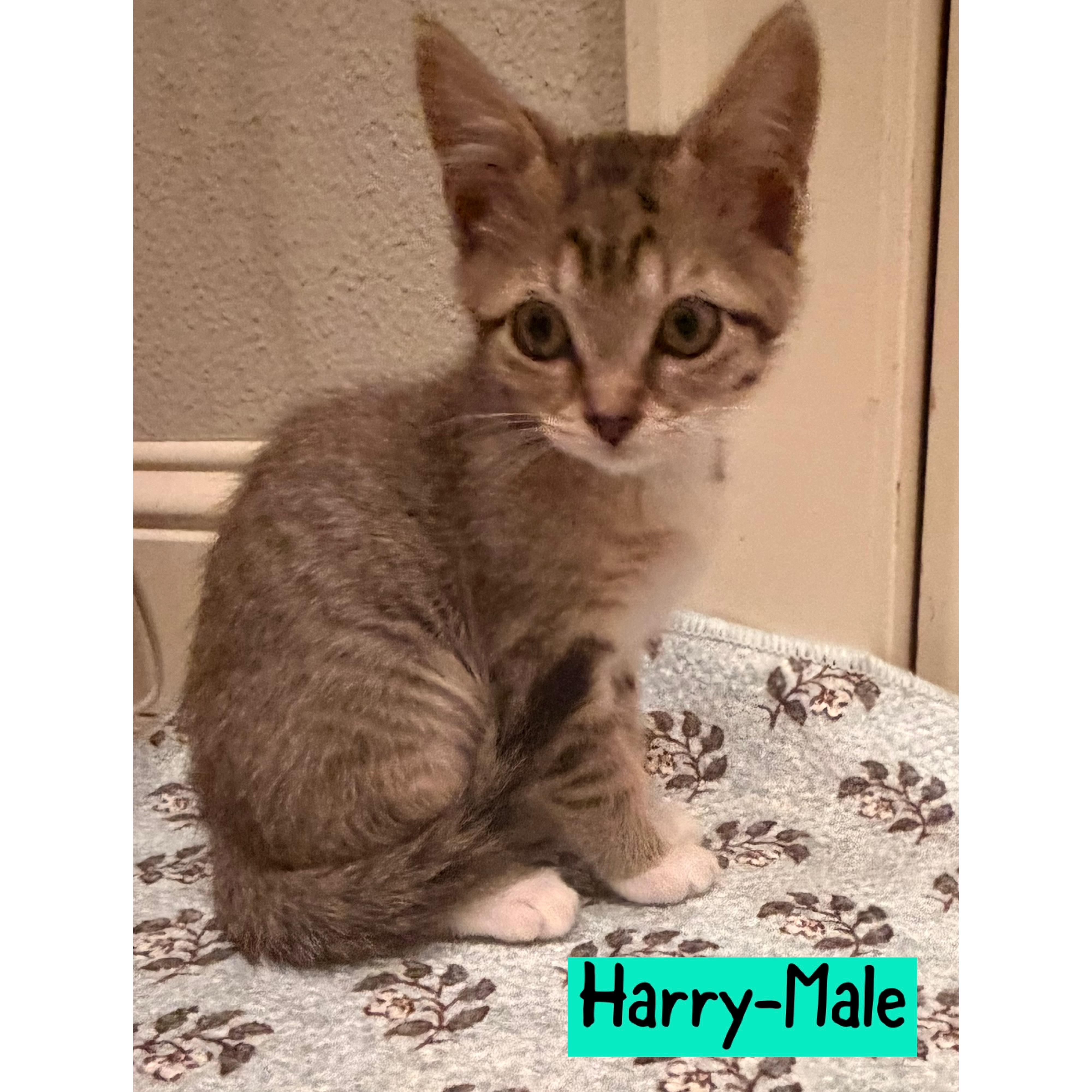 Harry, ADOPTABLE, Kitten Male Domestic Short Hair.