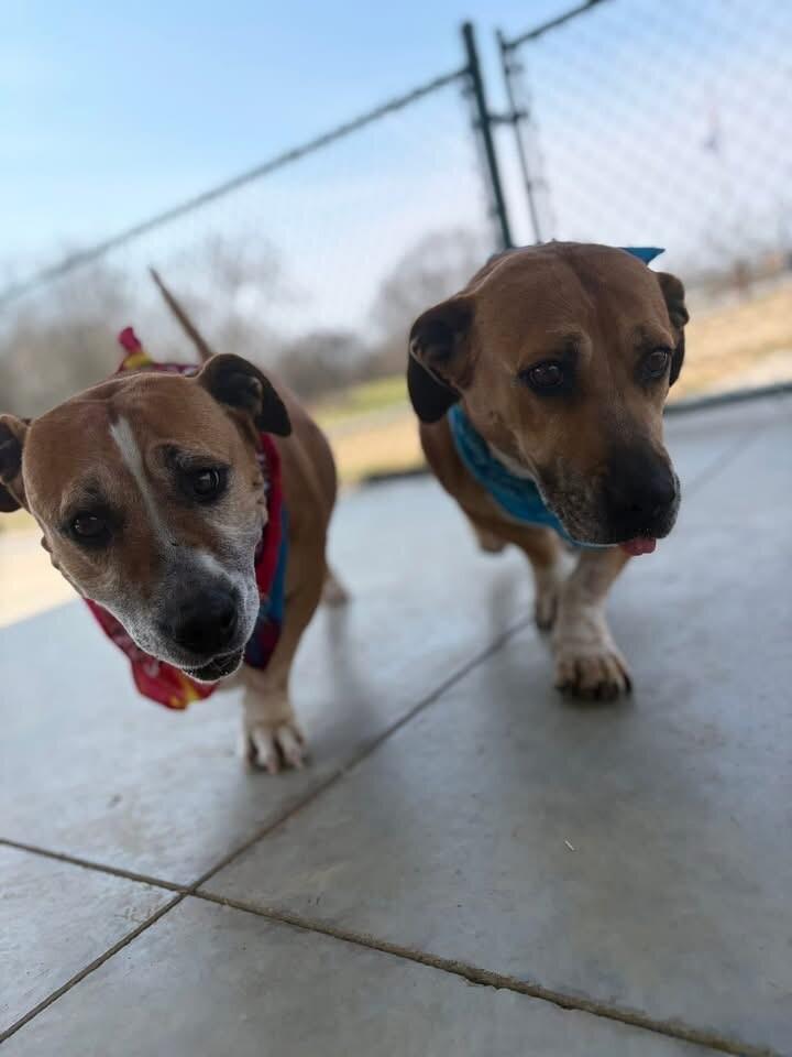 Shirley, Adoptable, Adult Female Basset Hound & Mixed Breed.