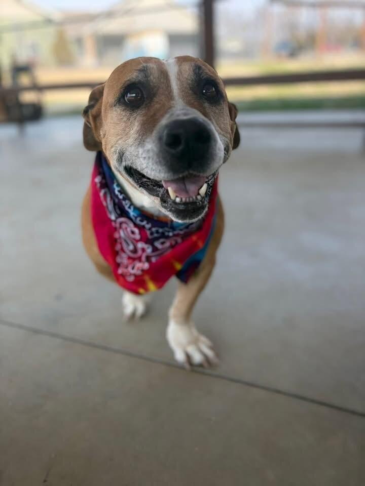 Enlarge Shirley, a Adoptable mixed breed in Maryville, TN image 2/6