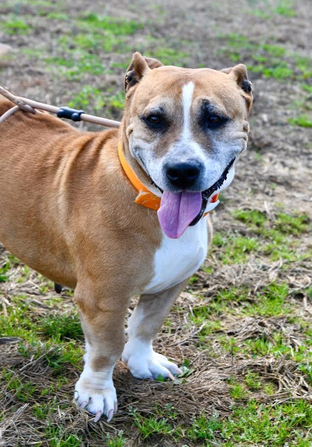 Enlarge Shirley, a Adoptable mixed breed in Maryville, TN image 3/6