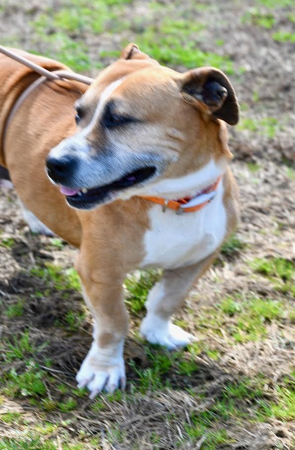 Enlarge Shirley, a Adoptable mixed breed in Maryville, TN image 4/6