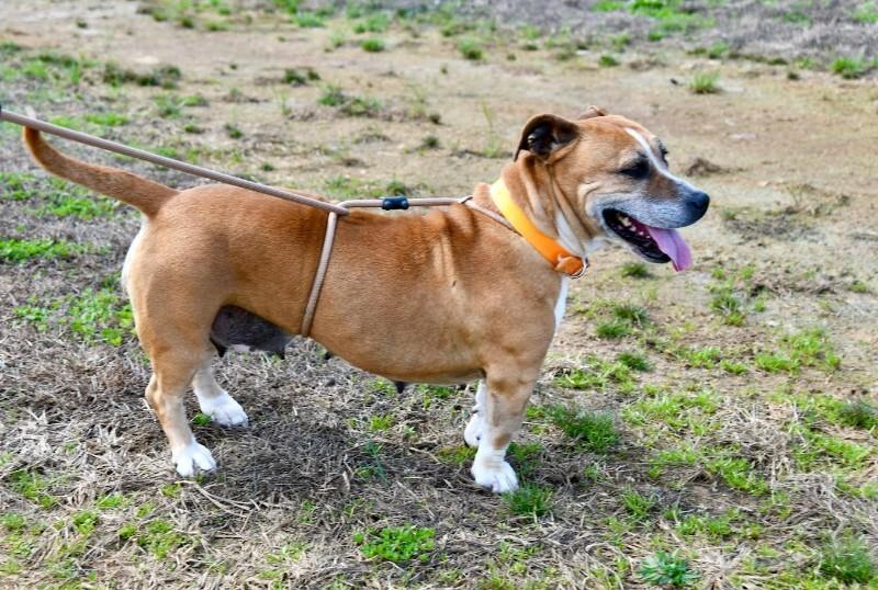 Enlarge Shirley, a Adoptable mixed breed in Maryville, TN image 5/6