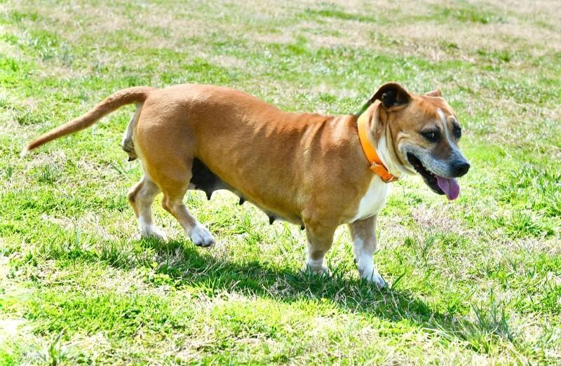 Enlarge Shirley, a Adoptable mixed breed in Maryville, TN image 6/6