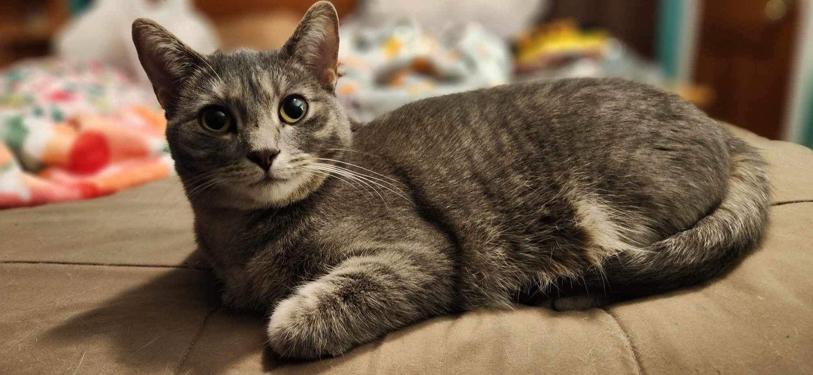 Mink - AD, Adoptable, Young Female Domestic Short Hair.