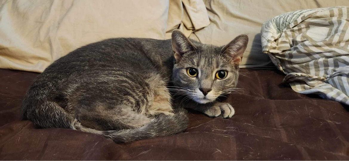 Mink - AD, a Adoptable Domestic Short Hair in Clinton, MI image 1/3