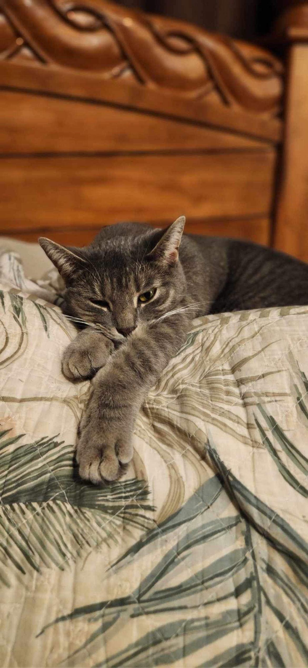 Mink - AD, a Adoptable Domestic Short Hair in Clinton, MI image 2/3