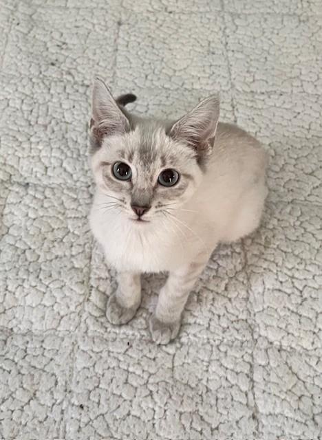 Eclair, an adopted Siamese in Scranton, PA image 1/6
