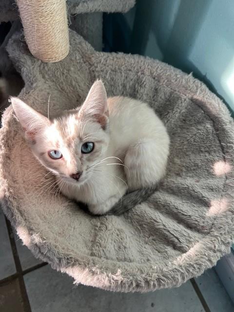 Eclair, an adopted Siamese in Scranton, PA image 3/6