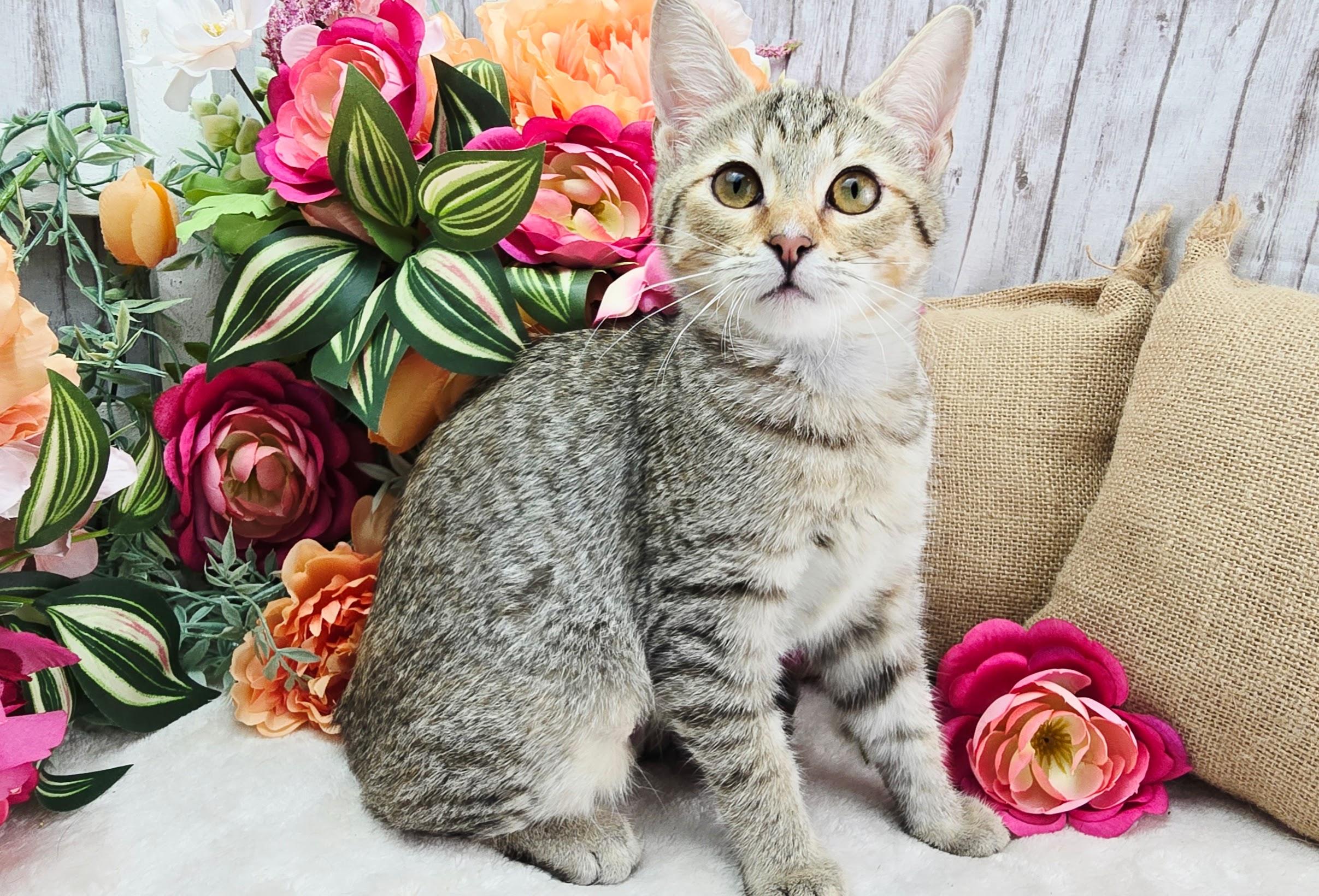 Enlarge Lemon - The Snack Supervisor, a ADOPTABLE Domestic Short Hair in Ocean Springs, MS image 4/5