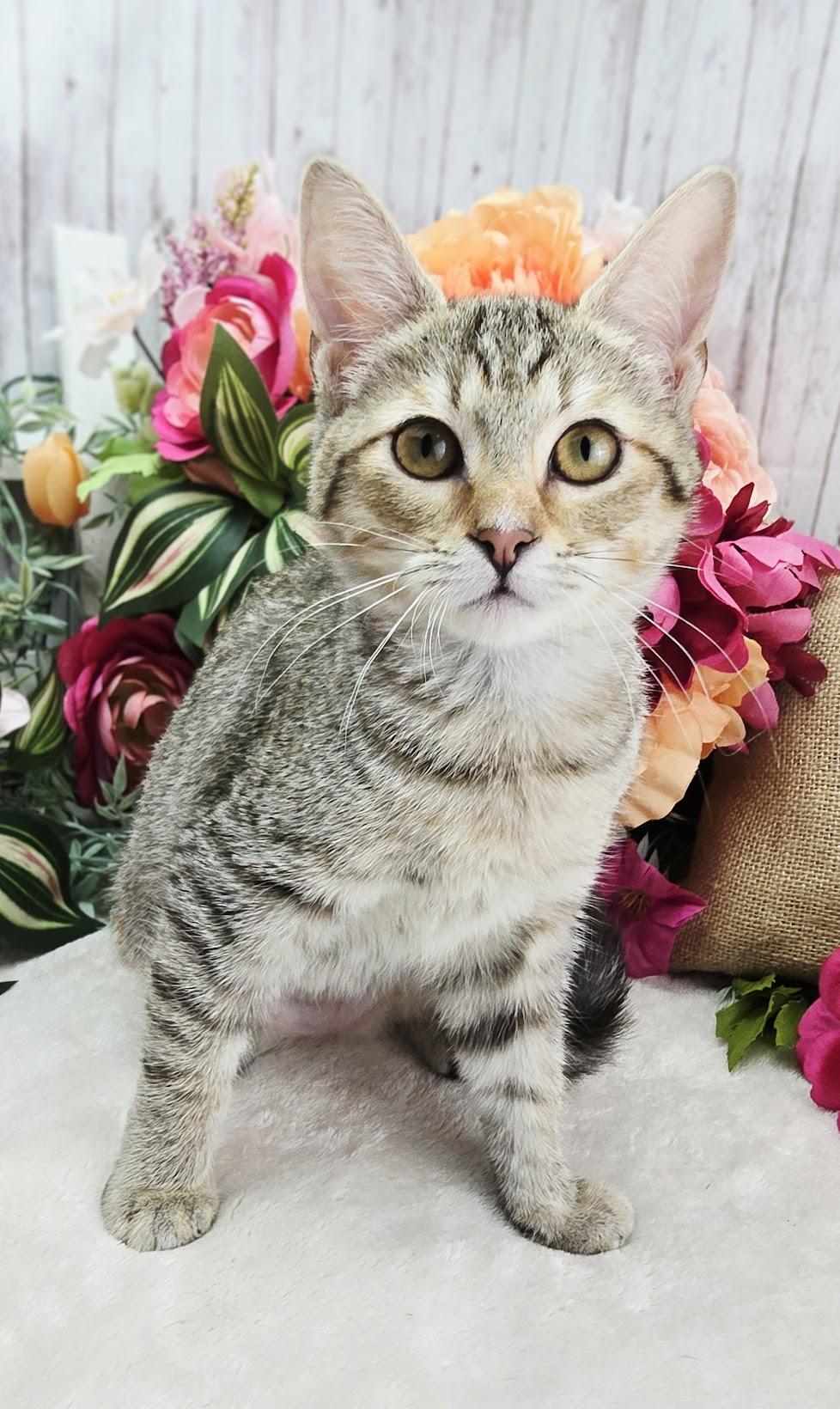 Enlarge Lemon - The Snack Supervisor, a ADOPTABLE Domestic Short Hair in Ocean Springs, MS image 2/5