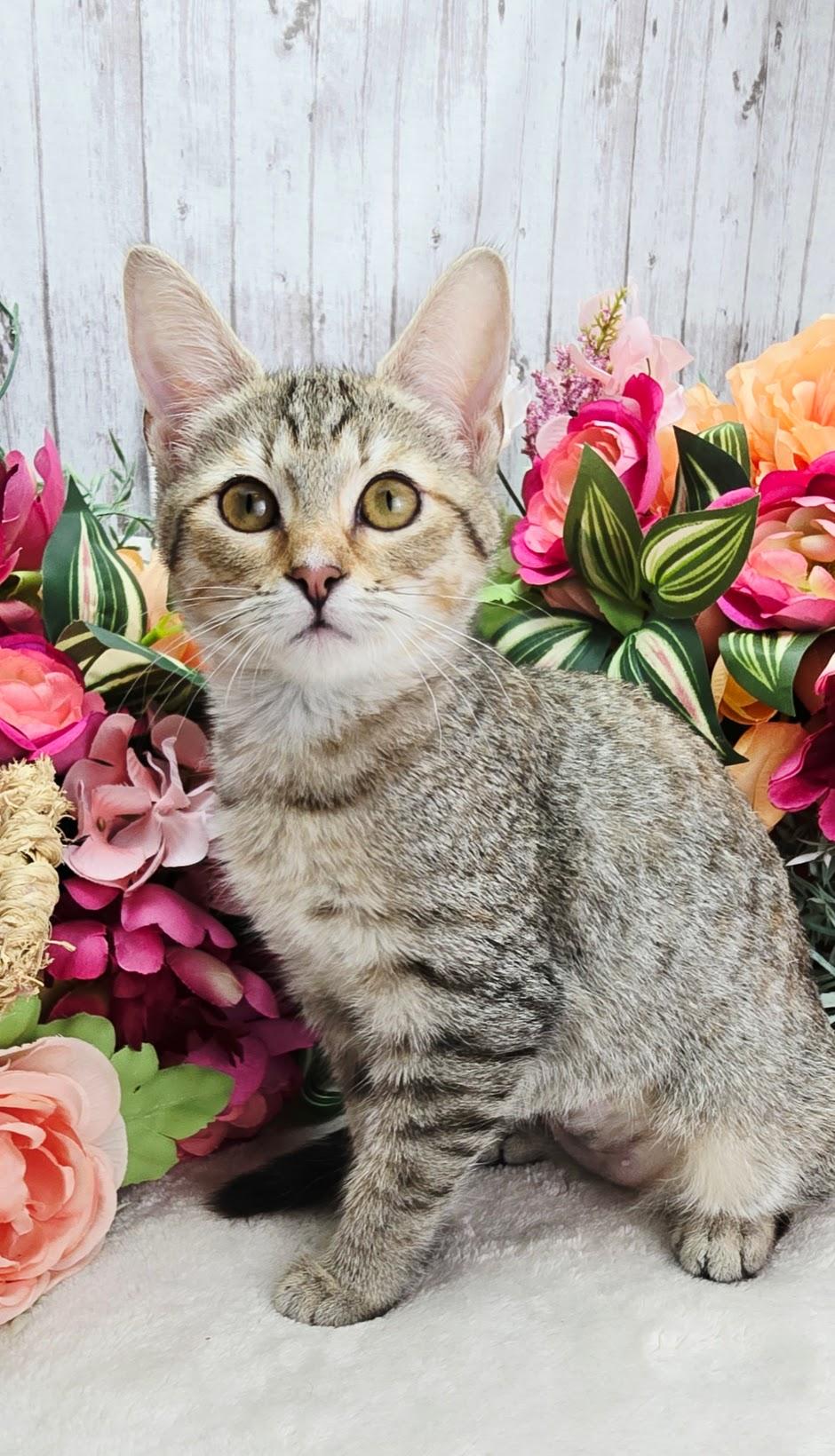 Enlarge Lemon - The Snack Supervisor, a ADOPTABLE Domestic Short Hair in Ocean Springs, MS image 3/5