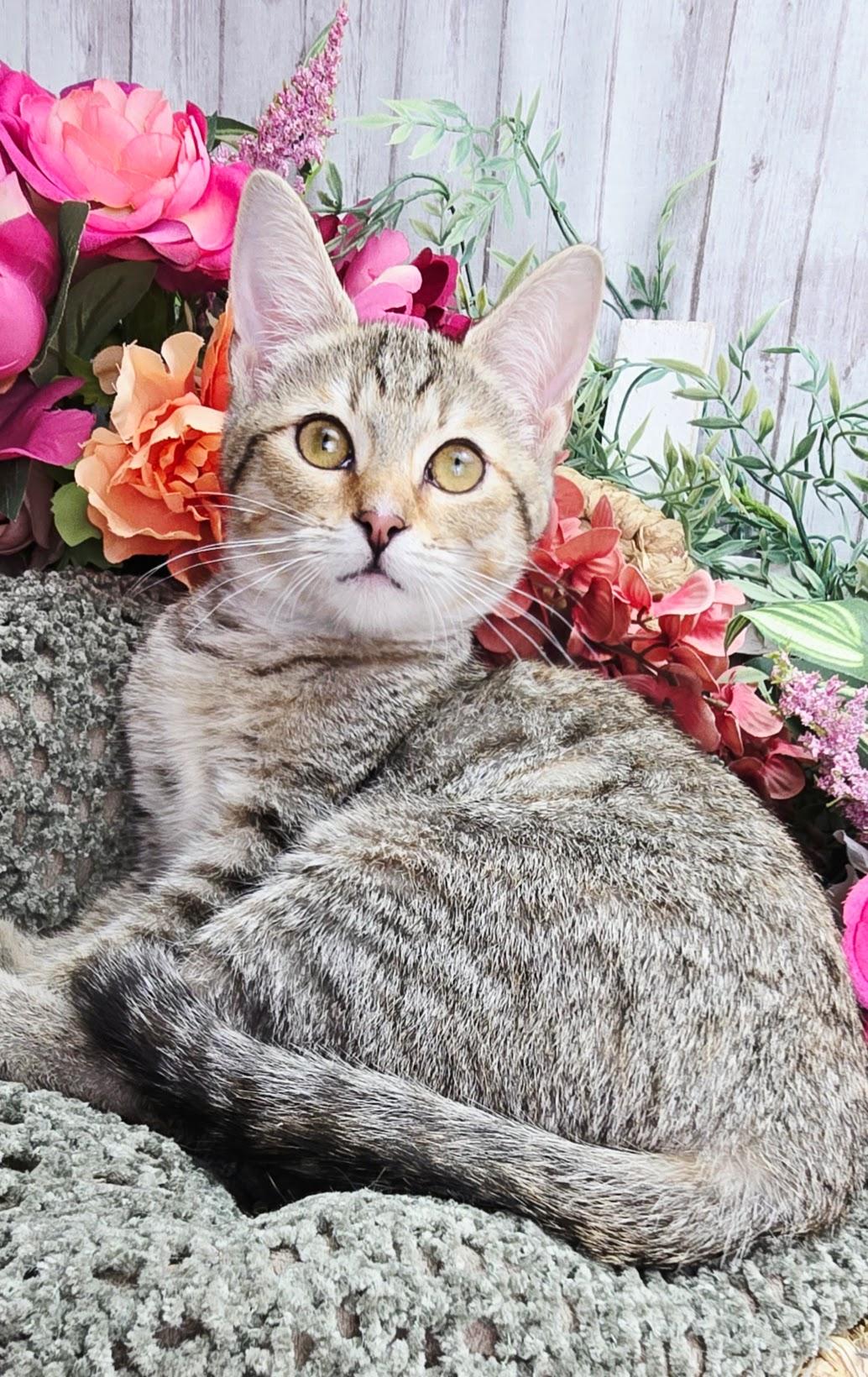 Enlarge Lemon - The Snack Supervisor, a ADOPTABLE Domestic Short Hair in Ocean Springs, MS image 5/5