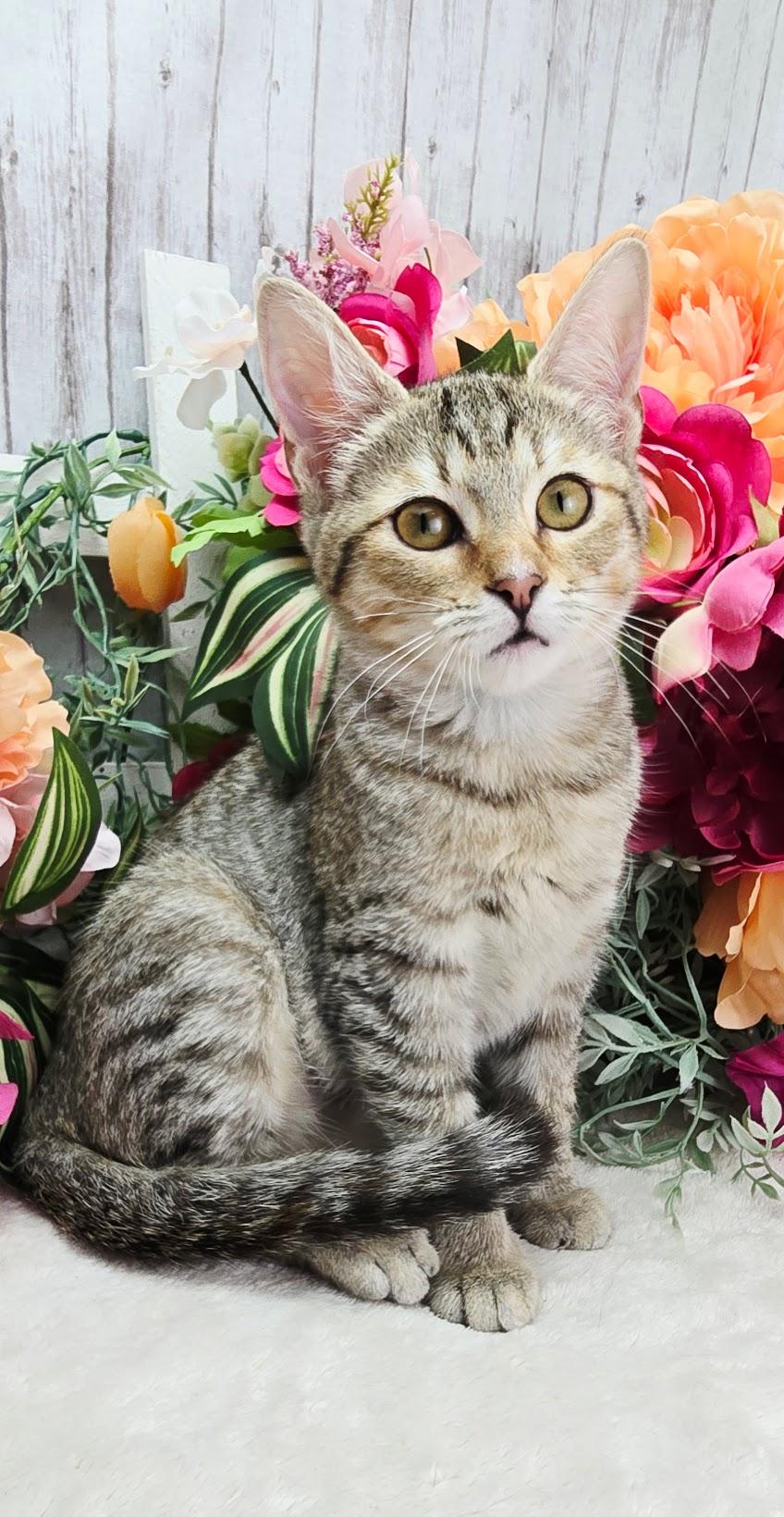 Lemon - The Snack Supervisor, ADOPTABLE, Kitten Female Domestic Short Hair.