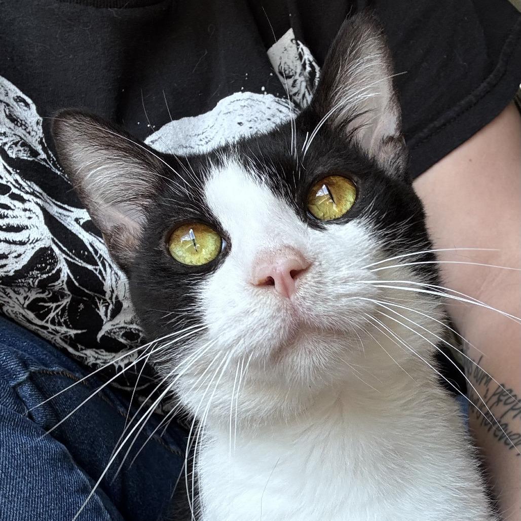 Enlarge Eclipse, a Adoptable Domestic Short Hair in Blairsville, GA image 1/1