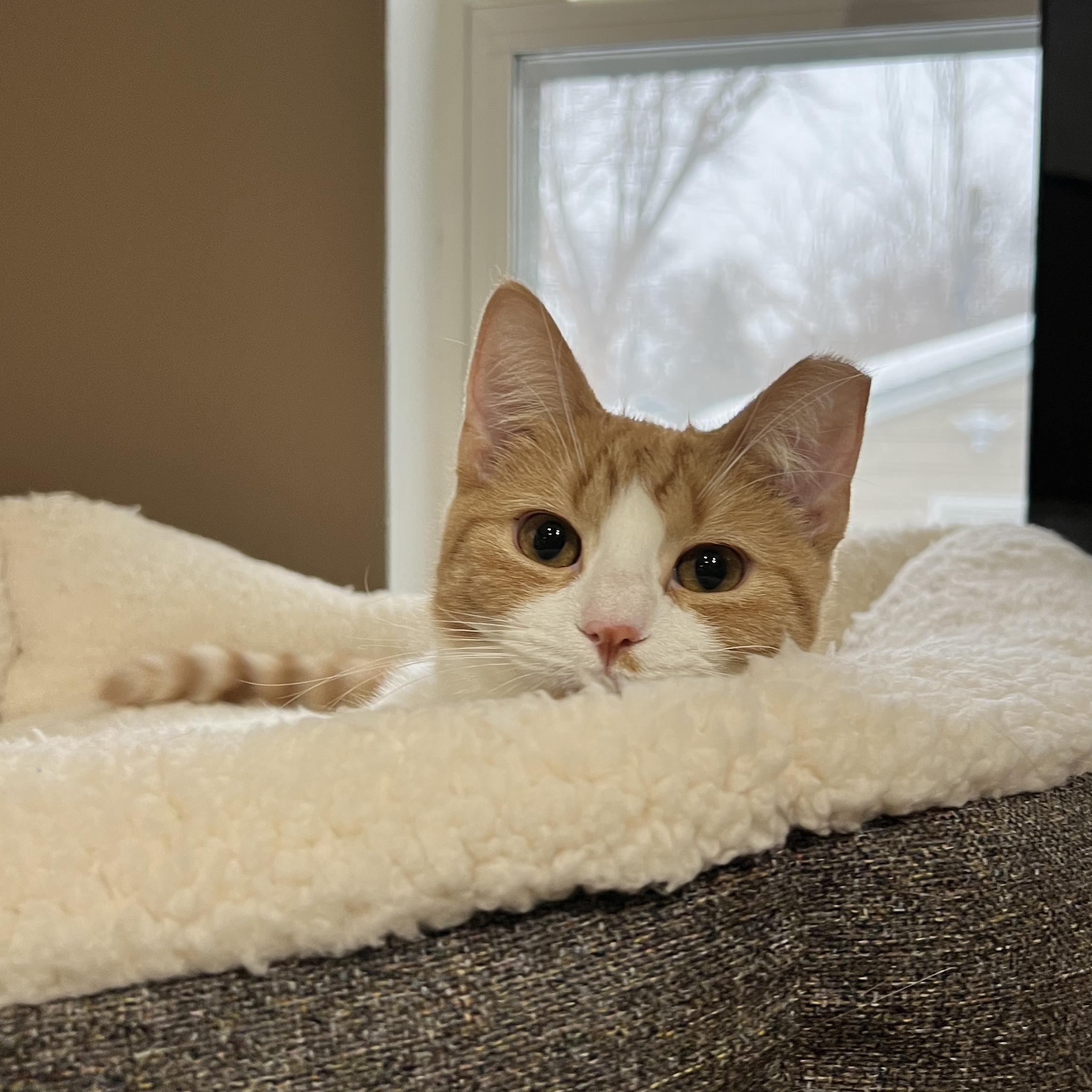Sophie, a Adoptable Domestic Short Hair in Edina, MN image 3/6