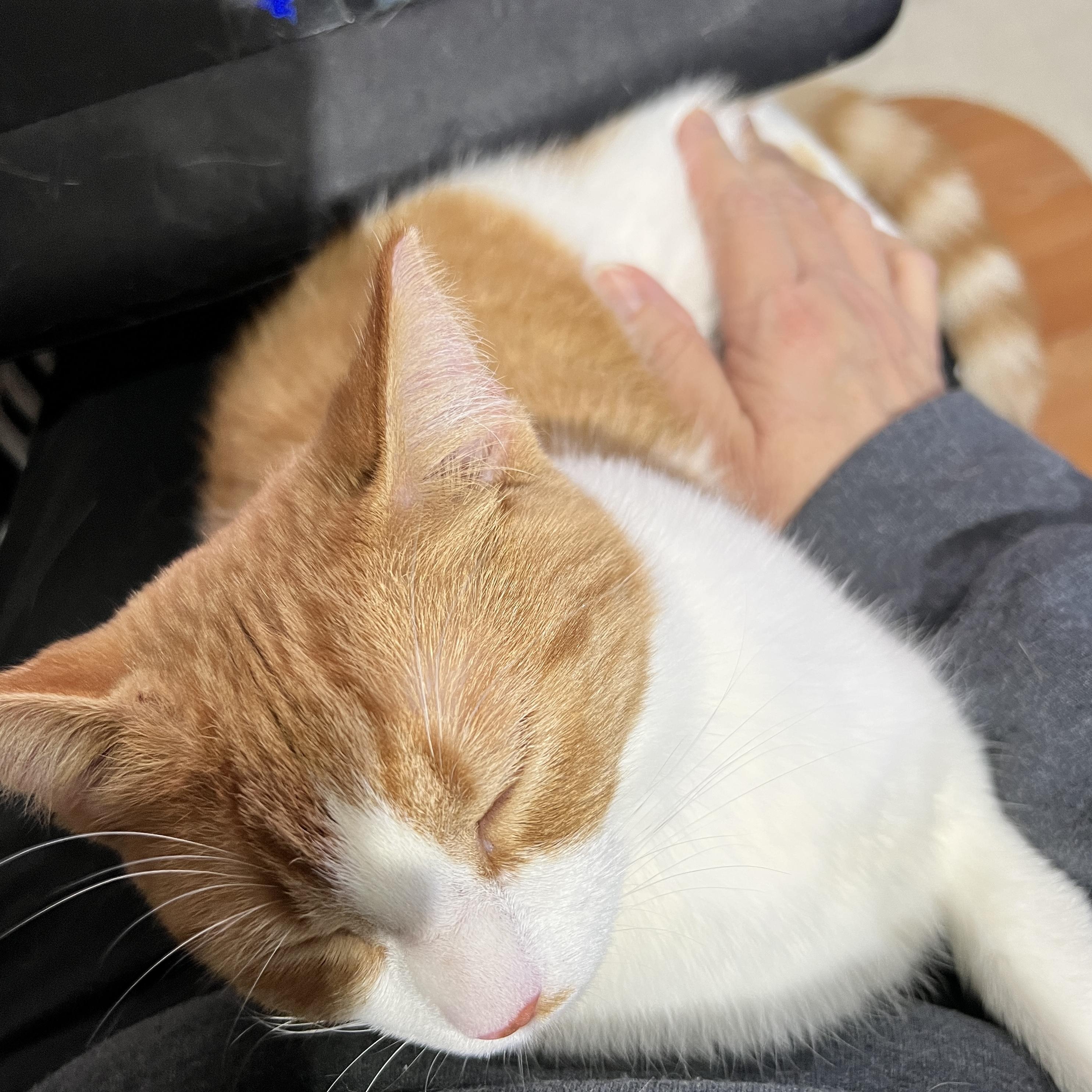 Sophie, a Adoptable Domestic Short Hair in Edina, MN image 6/6