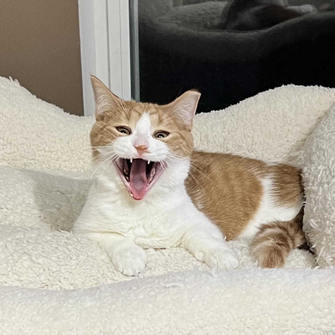 Sophie, a Adoptable Domestic Short Hair in Edina, MN image 4/6