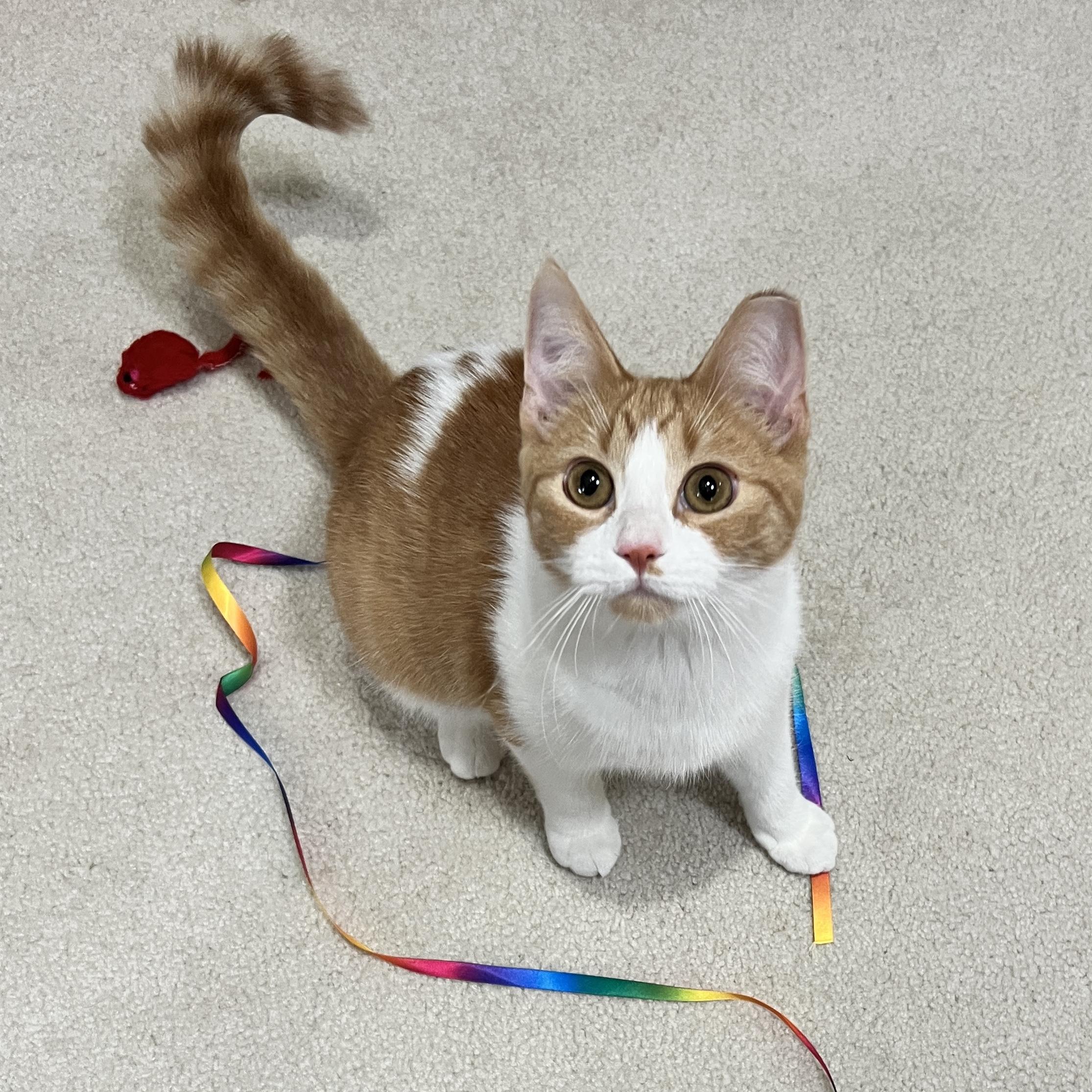 Sophie, a Adoptable Domestic Short Hair in Edina, MN image 1/6