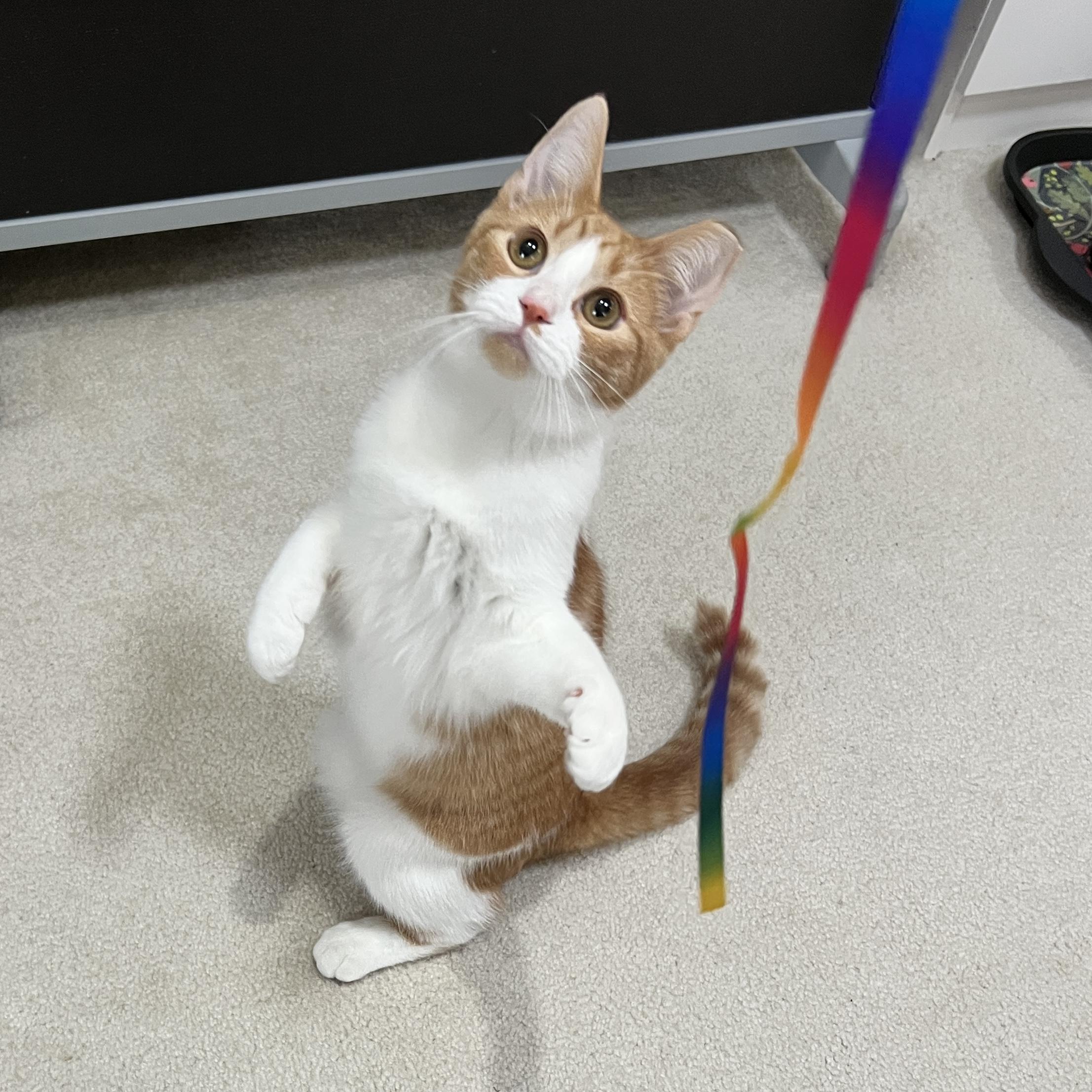 Sophie, a Adoptable Domestic Short Hair in Edina, MN image 2/6