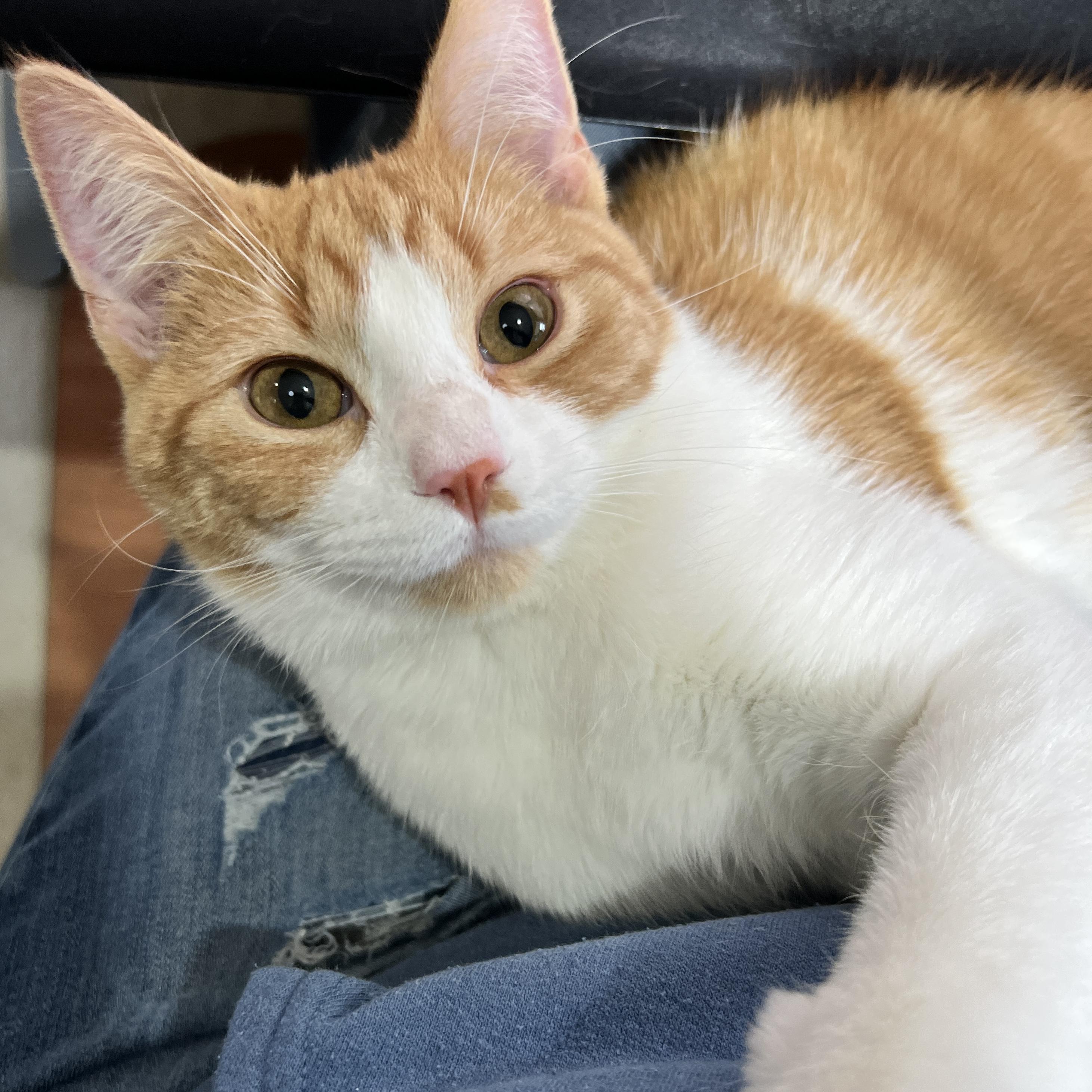 Sophie, a Adoptable Domestic Short Hair in Edina, MN image 5/6