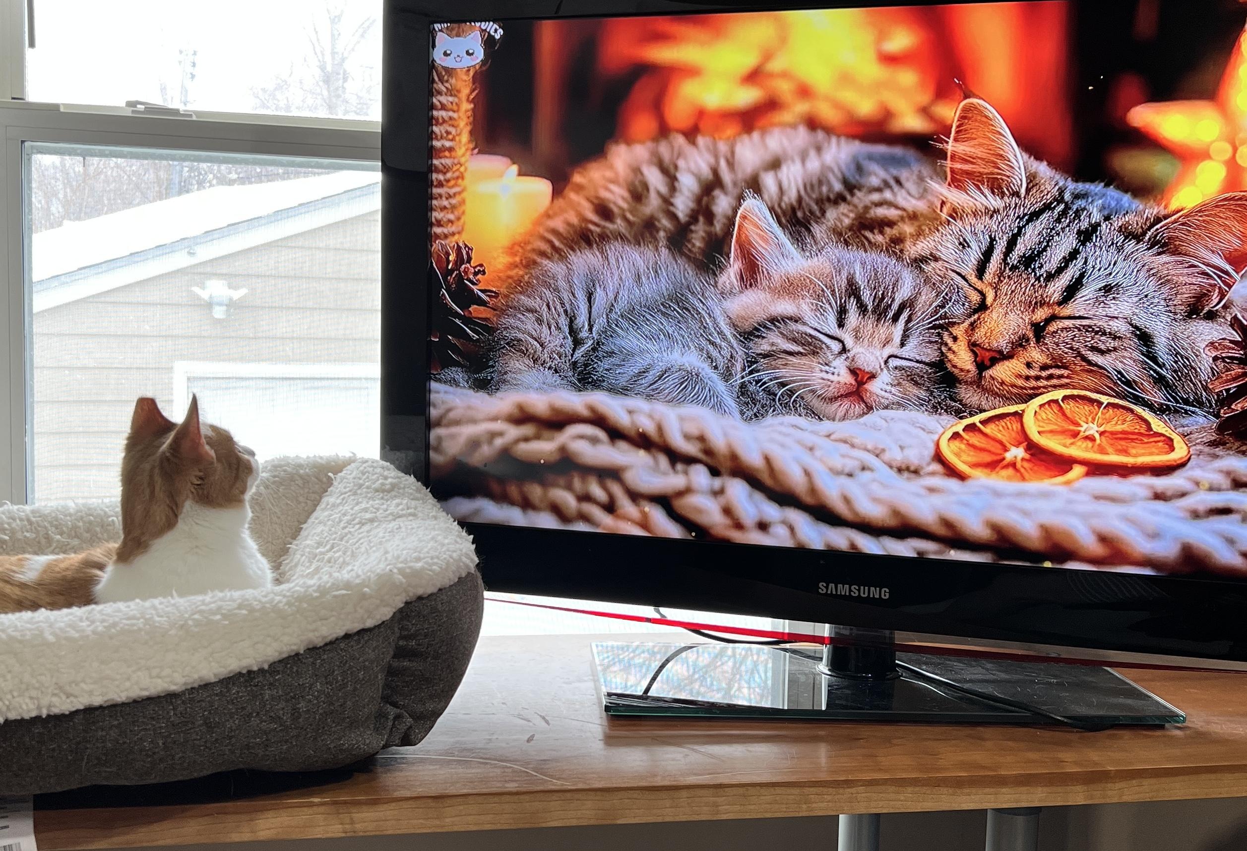 Enlarge Sophie, an adopted Domestic Short Hair in Edina, MN image 6/6