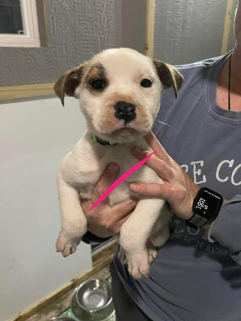 Freeze, ADOPTABLE, Puppy Female Mixed Breed.